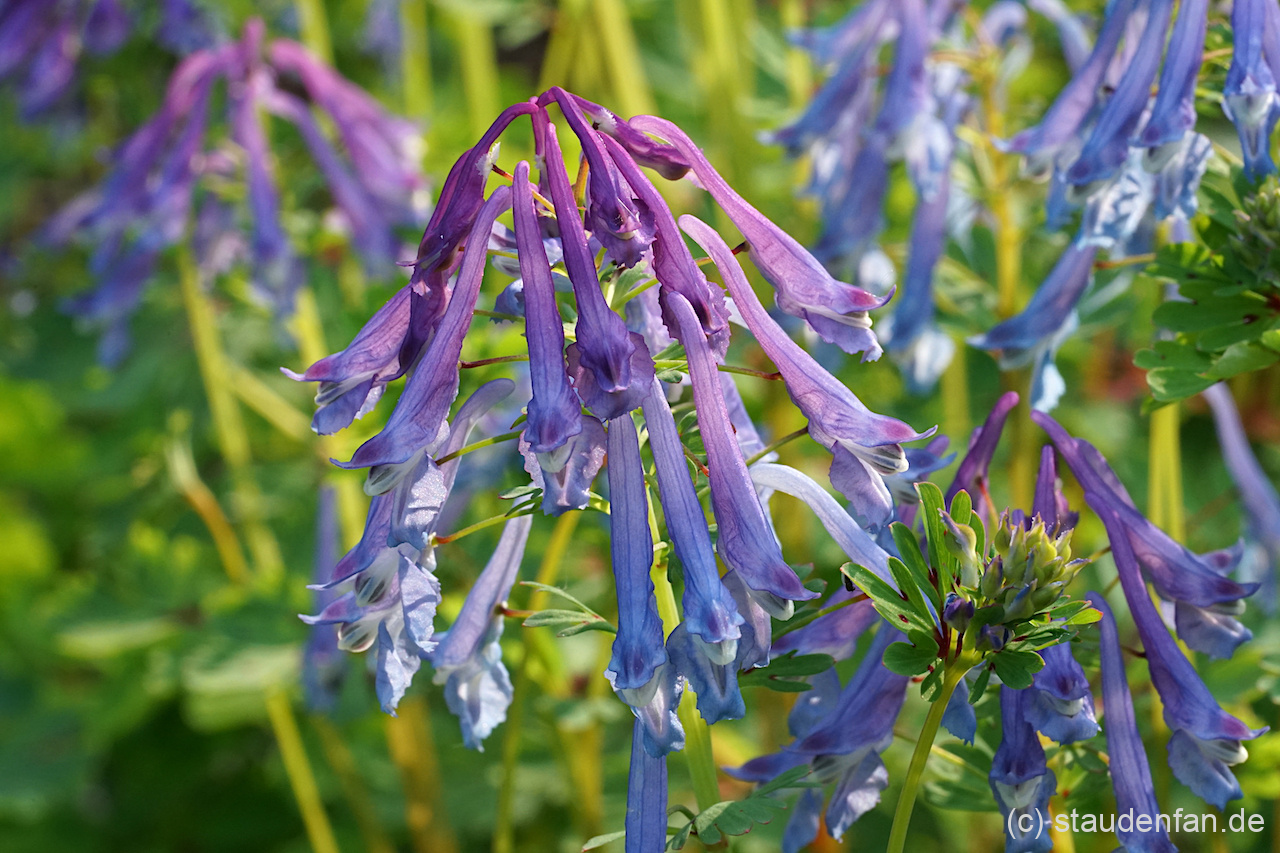 Corydalis omeiana (syn. omeiensis)