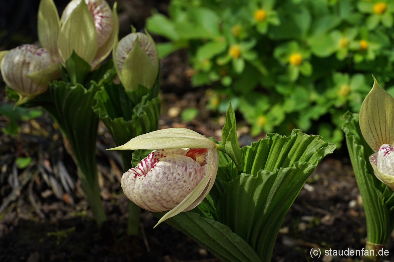 Cypripedium formosanum – Bild 4