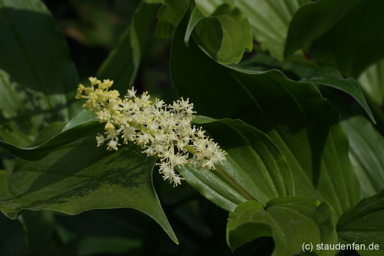 Maianthemum racemosum subsp. racemosum bringt duftende weiße Blütensterne hervor, und wird im deutschen Duftsiegel genannt.