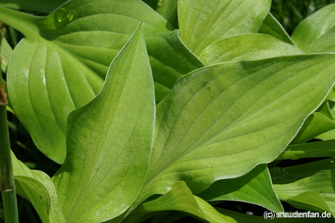 Hosta ' Ground Sulphur'.