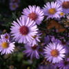 Die besonders gartenwürdige Aster 'Nyx' wurde nach einer griechischen Göttin benannt.