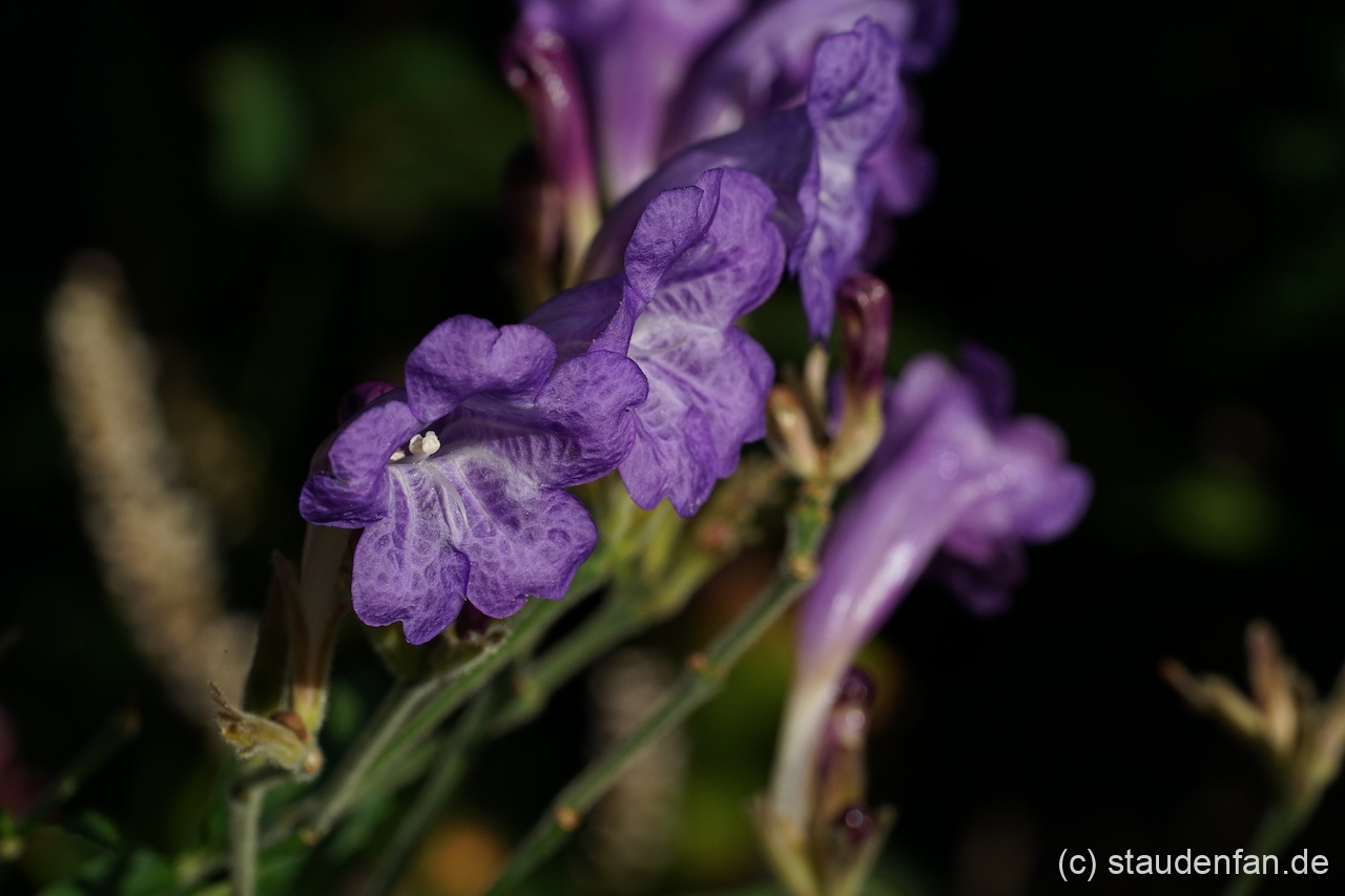 Strobilanthes rankanensis Gärtnerei Staudenfan