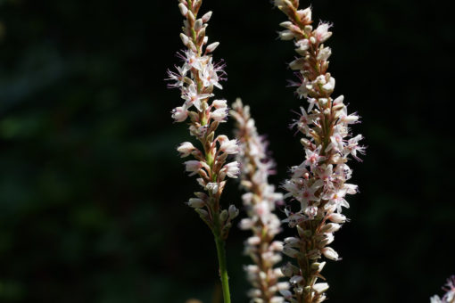 Persicaria amplexicaulis 'Fat White' ist eine weiße Sorte vom bekannten Pflanzenüchter 'Chris Ghyselen'.