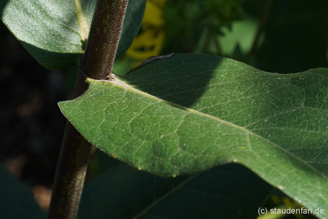 Das Laub von Silphium integrifolium bildet im Gegensatz zu Becherpflanze (Silphium perfoliatum) keine Becher aus.