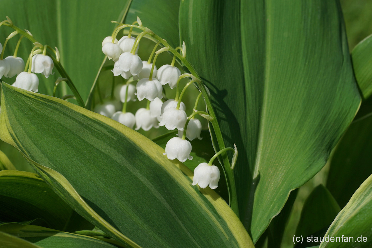Convallaria majalis 'Hofheim'