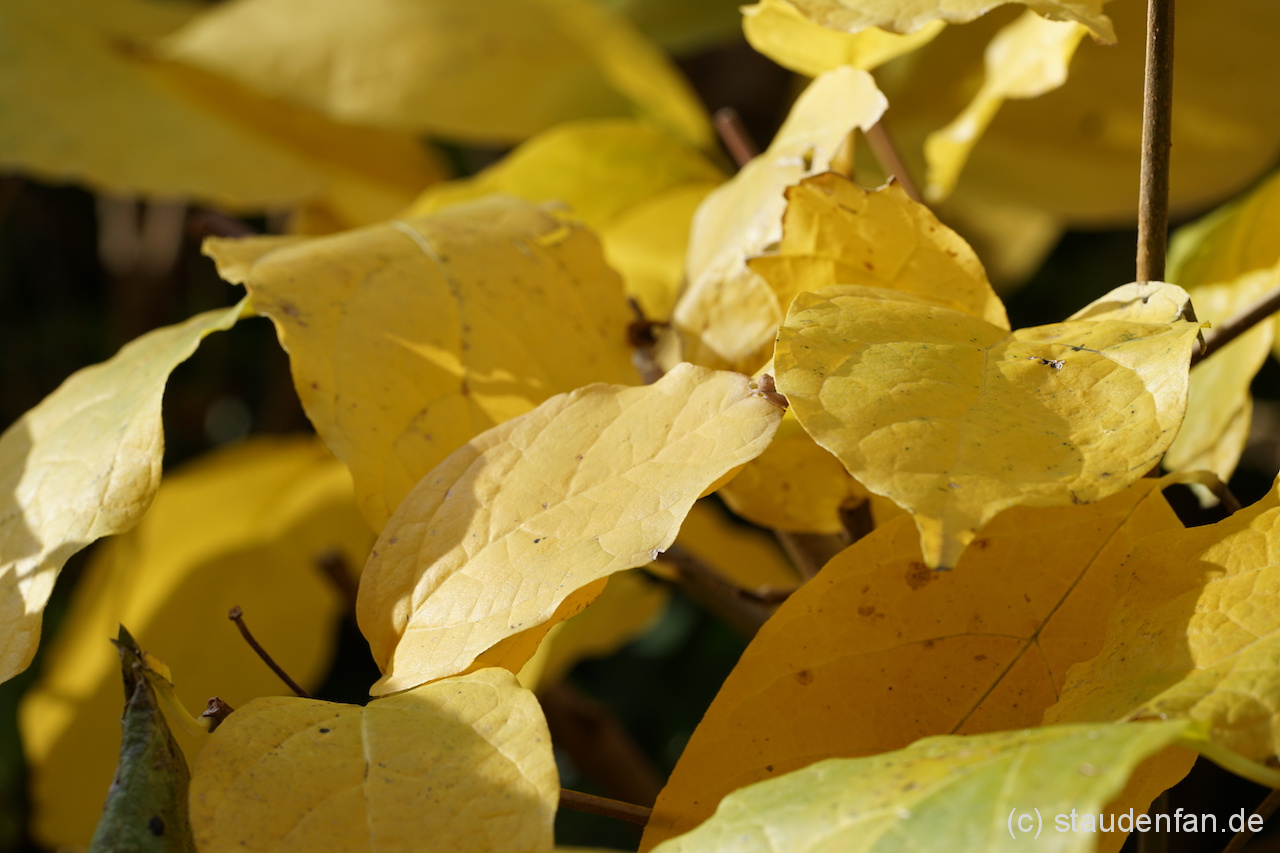 Das große tropisch anmutende Laub von Calycanthus chinensis zeigt eine leuchtend gelbe Herbstfärbung.