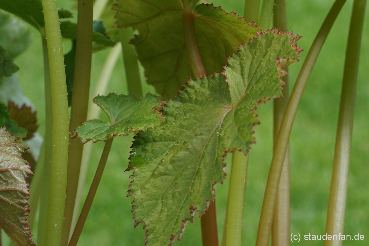 Begonia emeiensis – Bild 4