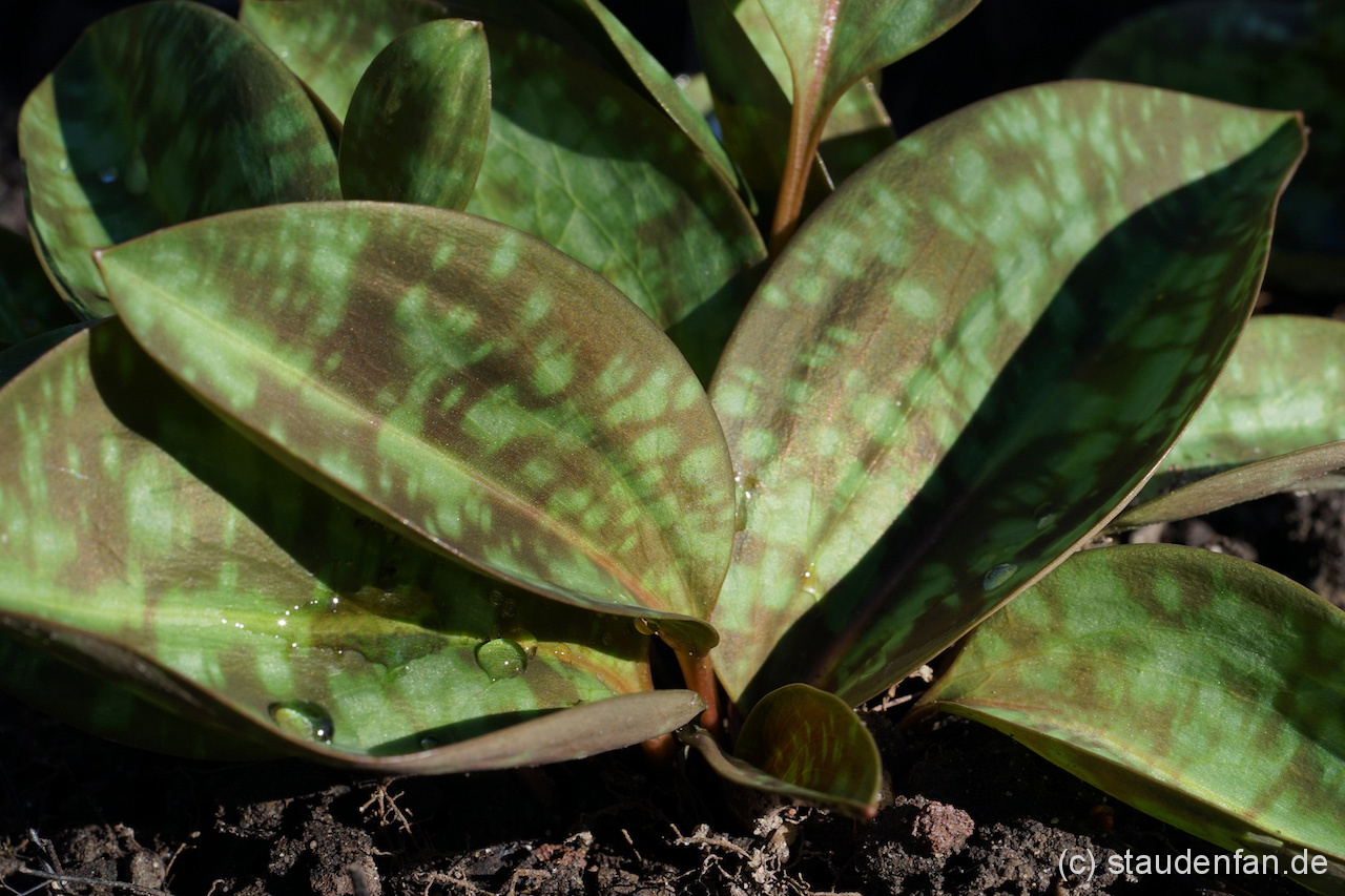 Erythronium dens-canis 'Rose Queen’ – Bild 3