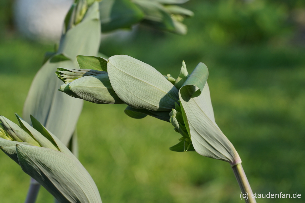 Zunächst sind die Blätter des Salomonssiegel Polygonatum multiflorum 'Ramosissima' noch dunkelgrün, später werden sie heller werden.