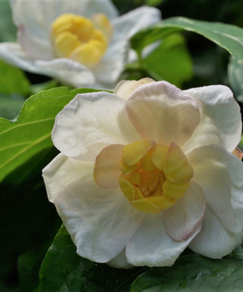 Der Chinesische Wachstrauch, Calycanthus chinensis wurde früher auch Sinocalycanthus sinensis genannt.