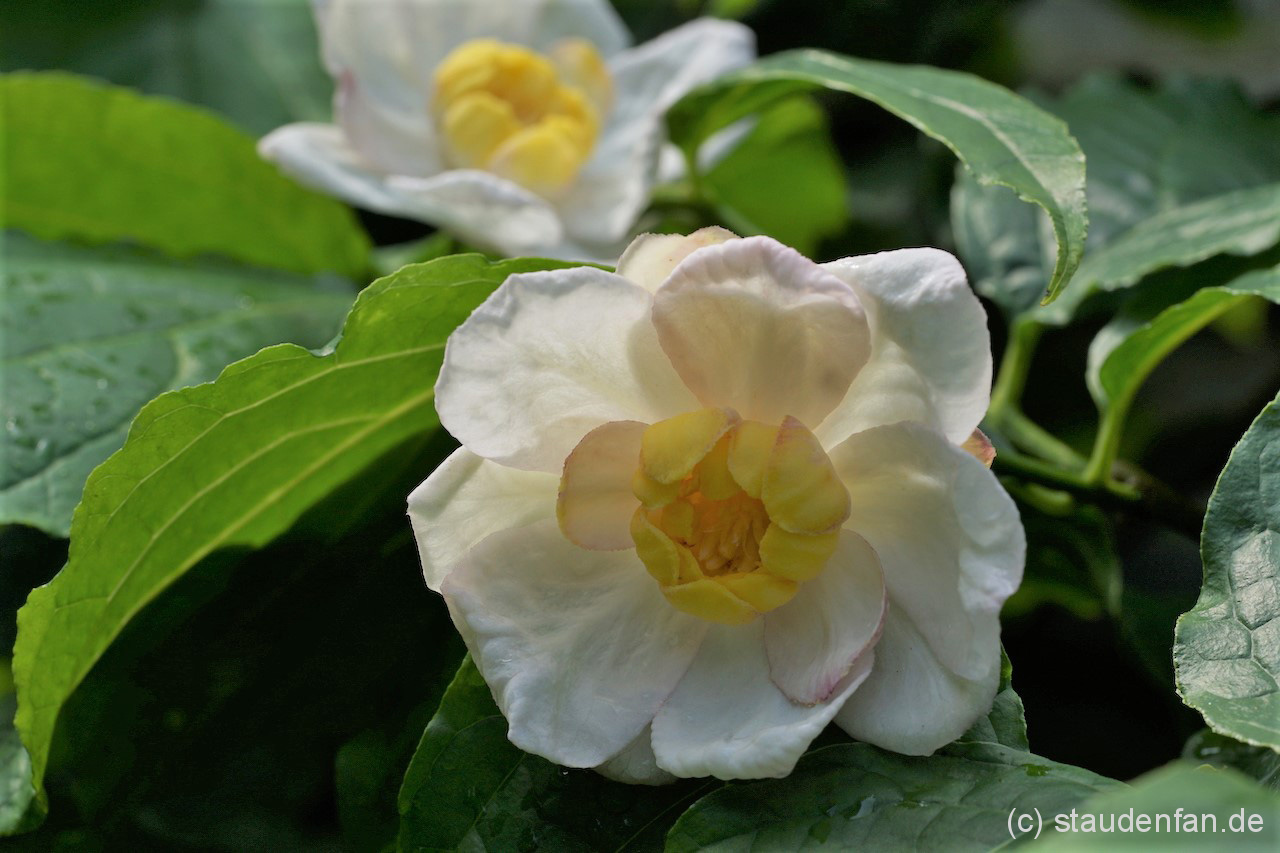 Der Chinesische Wachstrauch, Calycanthus chinensis wurde früher auch Sinocalycanthus sinensis genannt.