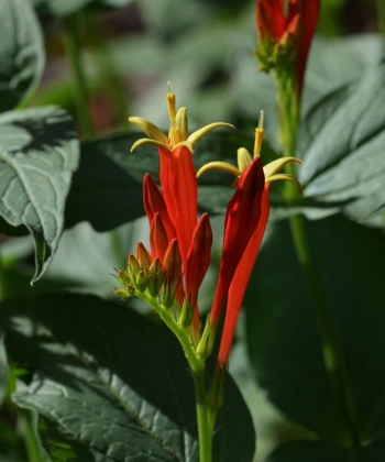 Habitius der Blüten von Spigelia marilandica 'Ragin Cajun', einem Vertreter der Brechnussgewächse (Loganiaceae).