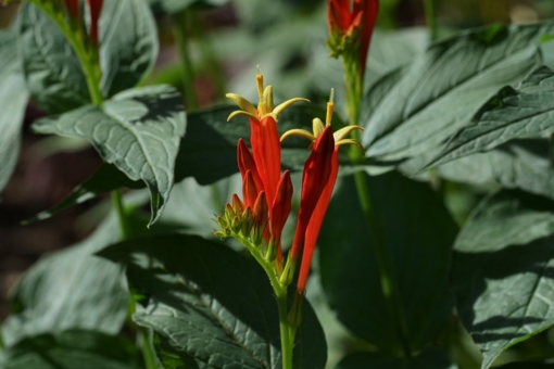 Habitius der Blüten von Spigelia marilandica 'Ragin Cajun', einem Vertreter der Brechnussgewächse (Loganiaceae).