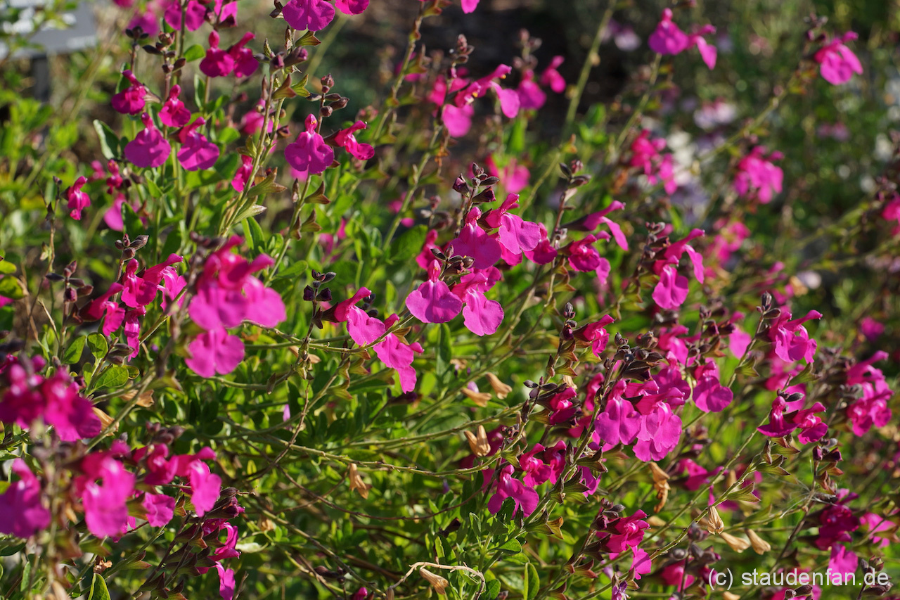 Salvia 'Orchid Glow' stach uns in der Salbeisammlung des botanischen Gartens in Santa Cruz direkt ins Auge.
