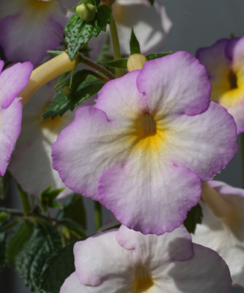 Der Schiefteller Sweet Giant besitzt einen aufrechten Wuchs.