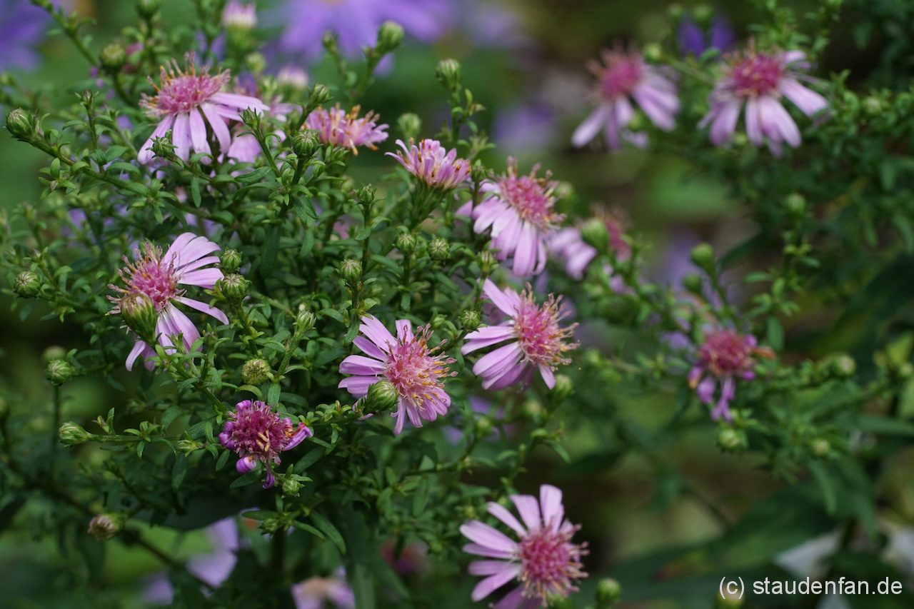 Aster 'Hemera' – Bild 2
