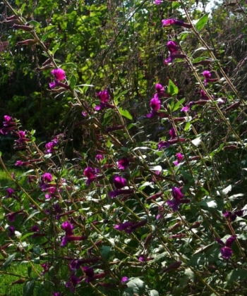 Das Köcherblümchen wächst aufrecht und kann leicht aus Samen gezogen werden. Cuphea viscosissima.