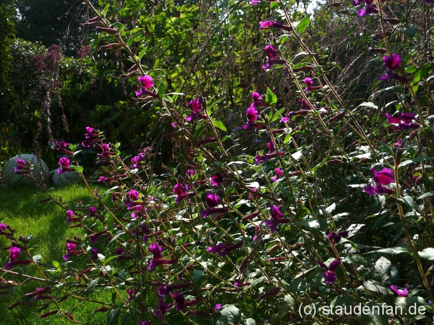 Das Köcherblümchen wächst aufrecht und kann leicht aus Samen gezogen werden. Cuphea viscosissima.