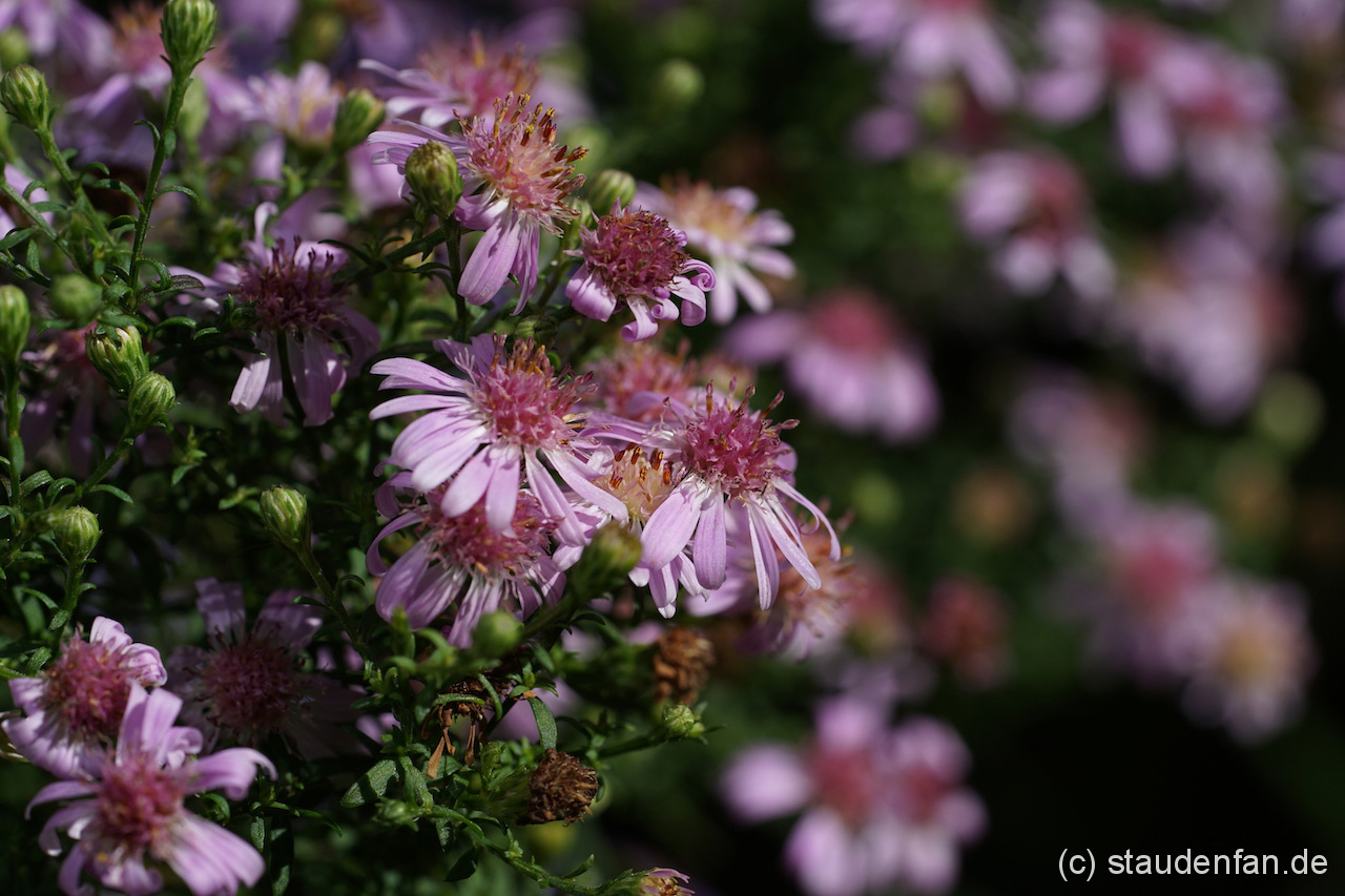 Aster 'Hemera' – Bild 3