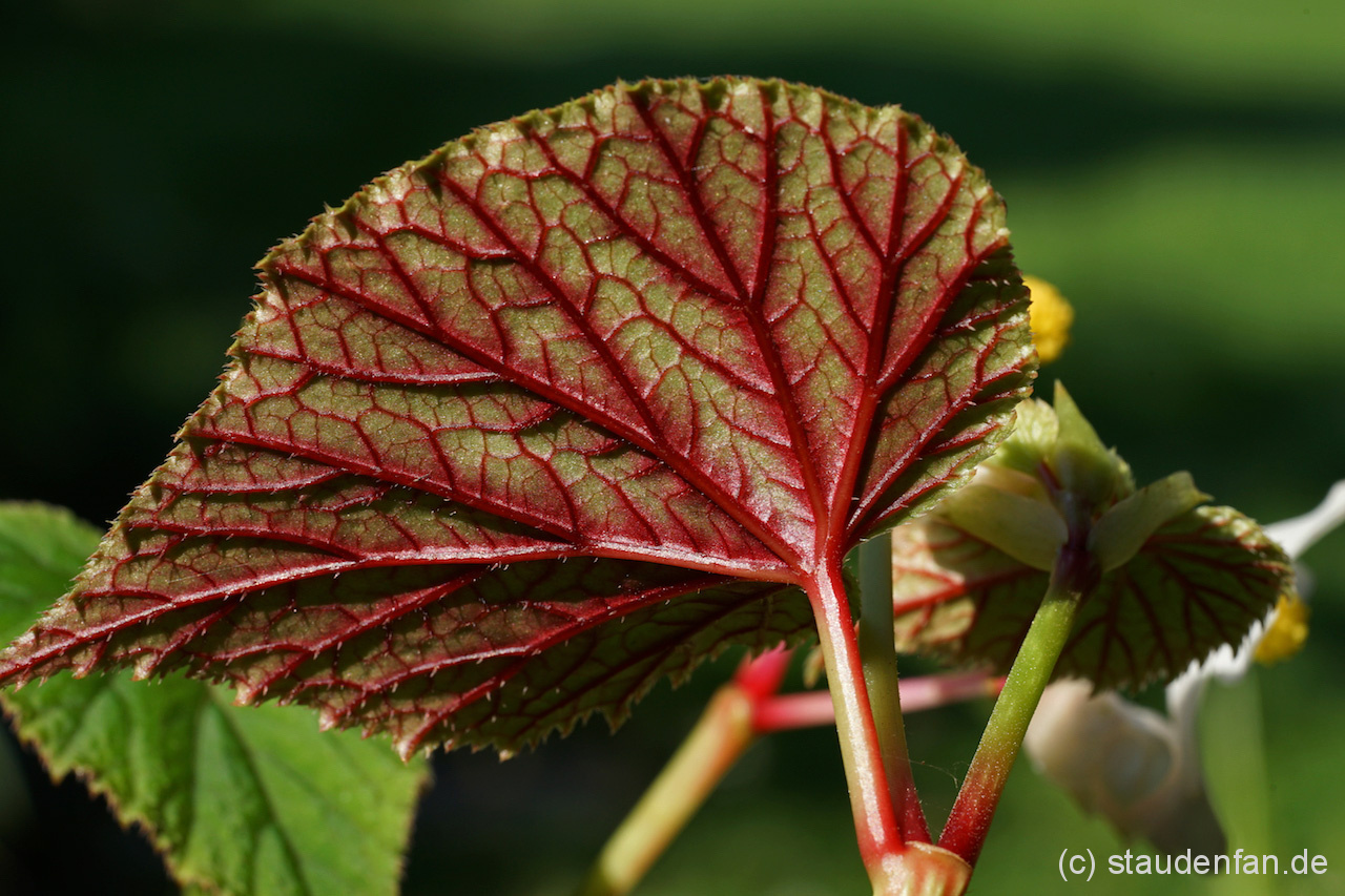 Begonia grandis var. evansiana ‚Alba’ – Bild 2
