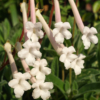 Die Blüten unserer panaschierten Sinningia tubiflora 'Jutta' duften herrlich und sehen schön aus.