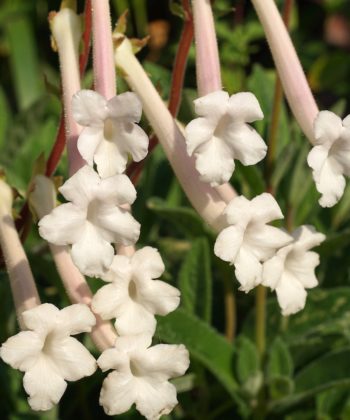 Die Blüten unserer panaschierten Sinningia tubiflora 'Jutta' duften herrlich und sehen schön aus.