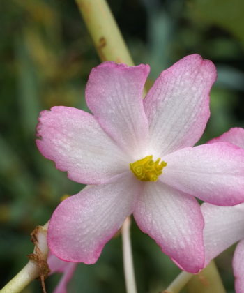 Die Blüten von Begonia emeiensis erscheinen sehr spät im Oktober.