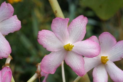 Die Blüten von Begonia emeiensis erscheinen sehr spät im Oktober.