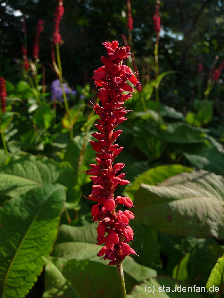 Die Blütenwalzen von Persicaria amplexicaulis 'Firetail' stehen hoch über dem Laub der Gartenpflanze.