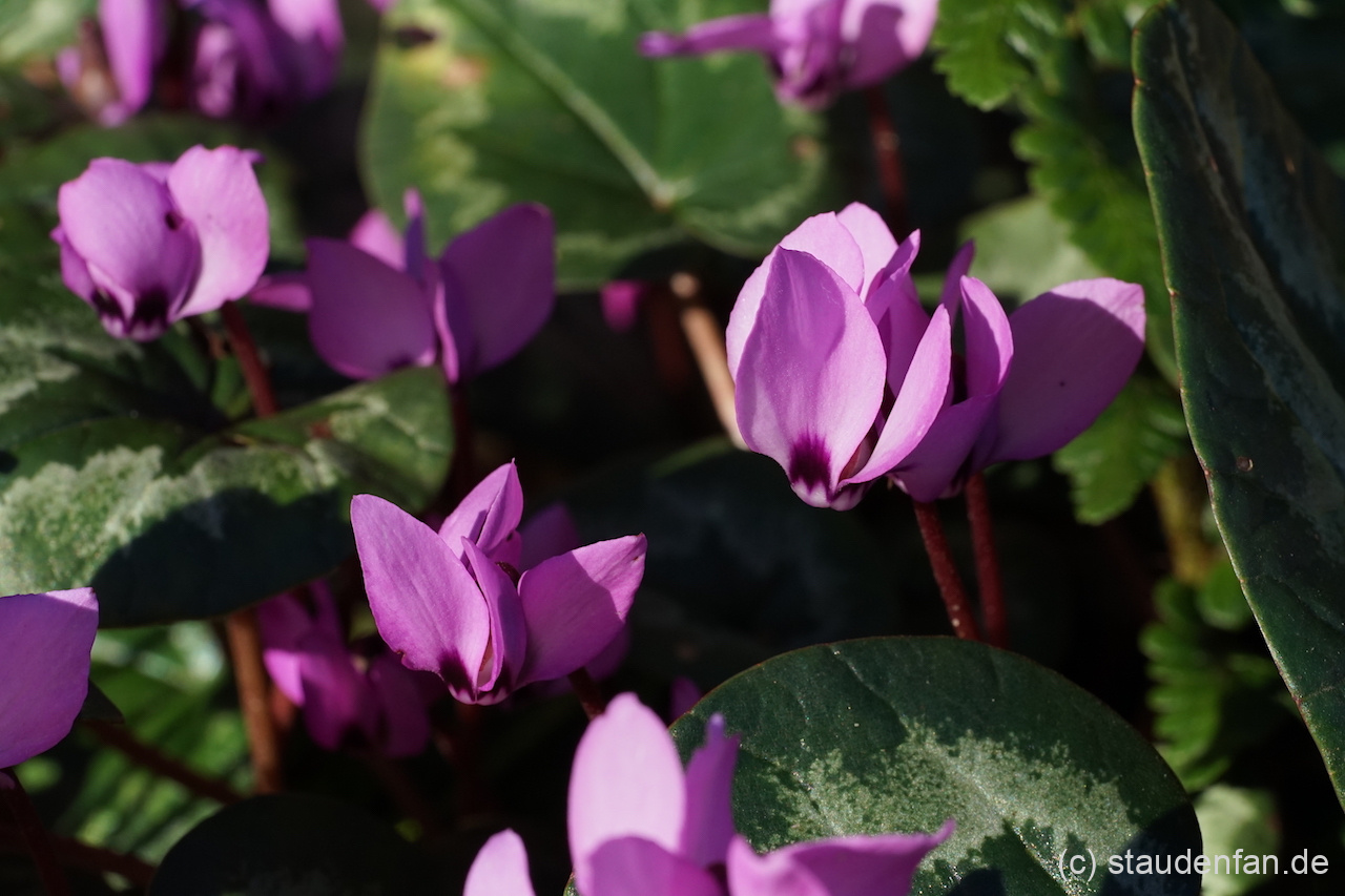Cyclamen coum subsp. caucasicum Gärtnerei Staudenfan