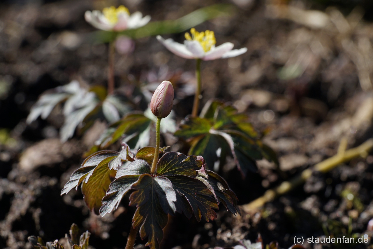 Anemone nemorosa ‚Dark Leaf’ – Bild 3