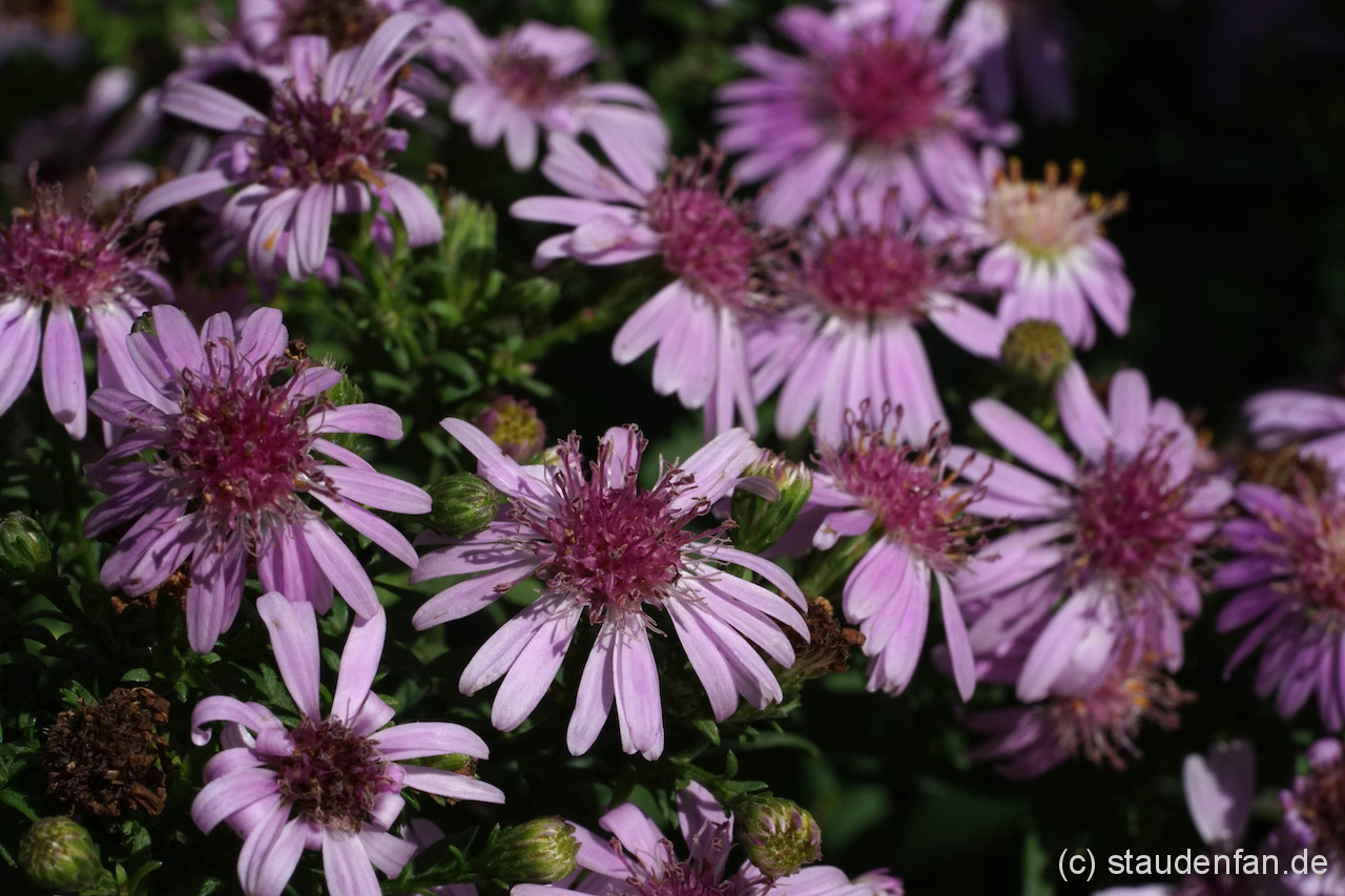Aster 'Hemera'