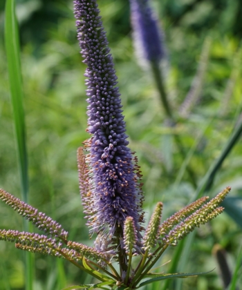 Die Blütenrispen von Veronicastrum 'Red Arrows' sind besonders kräftig.