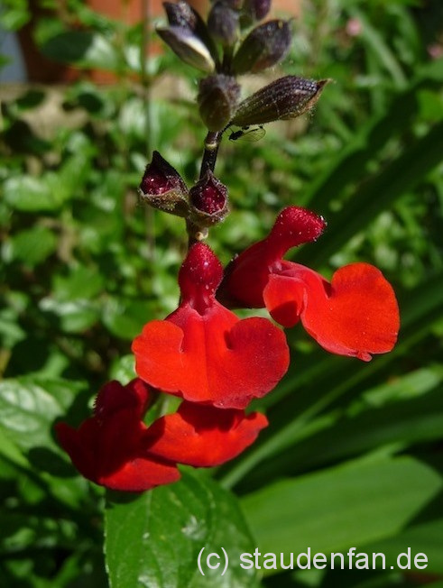 Die Blütezeit von Salvia 'Royal Bumble' zieht sich über Monate hinweg und die leuchtend roten Blüten zieren den Garten.