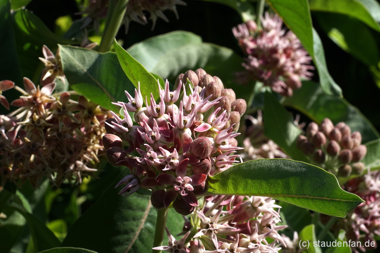 Asclepias speciosa Gärtnerei Staudenfan