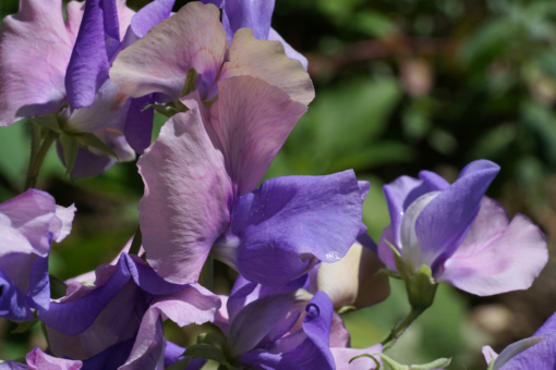Die Duftwicke ‚Erewhon‘ hat eine rosa Farne und violette geschwungenen Blütenblätter.