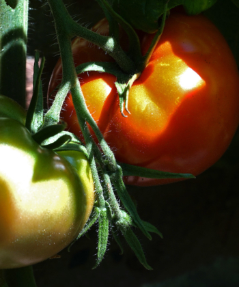 Die Fleischtomate Tee Mo Or ist aromatisch und mild im Geschmack