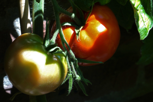 Die Fleischtomate Tee Mo Or ist aromatisch und mild im Geschmack