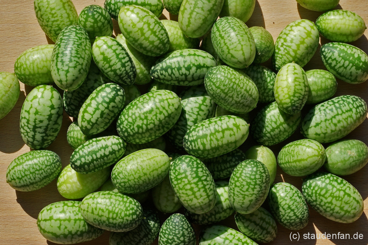 Man kann die Mexikanische Minigurke (Melothria scabra) auch auf dem Balkon oder der Terrasse anbauen.