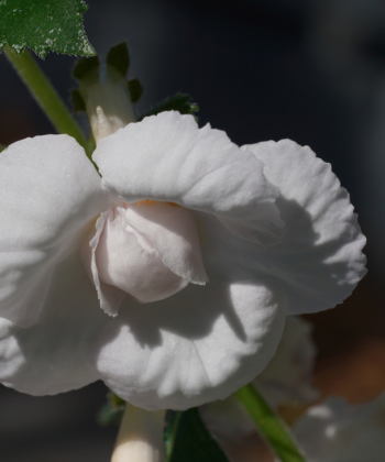 Die Füllung von Icy Volga variiert von Blüte zu Blüte.