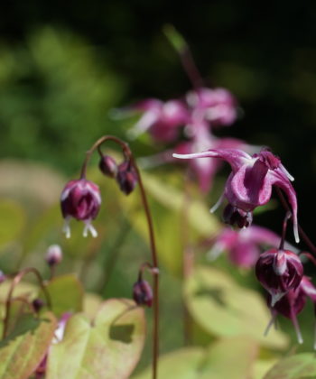 Die Großblütige Elfenblume (Epimedium grandiflorum 'Rubinkrone').