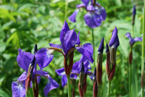 Die Wiesenschwertlilie Iris sibirica ‘Elfe’ hat strahlend blaue Blüten mit einer gelb getigerten Basis.