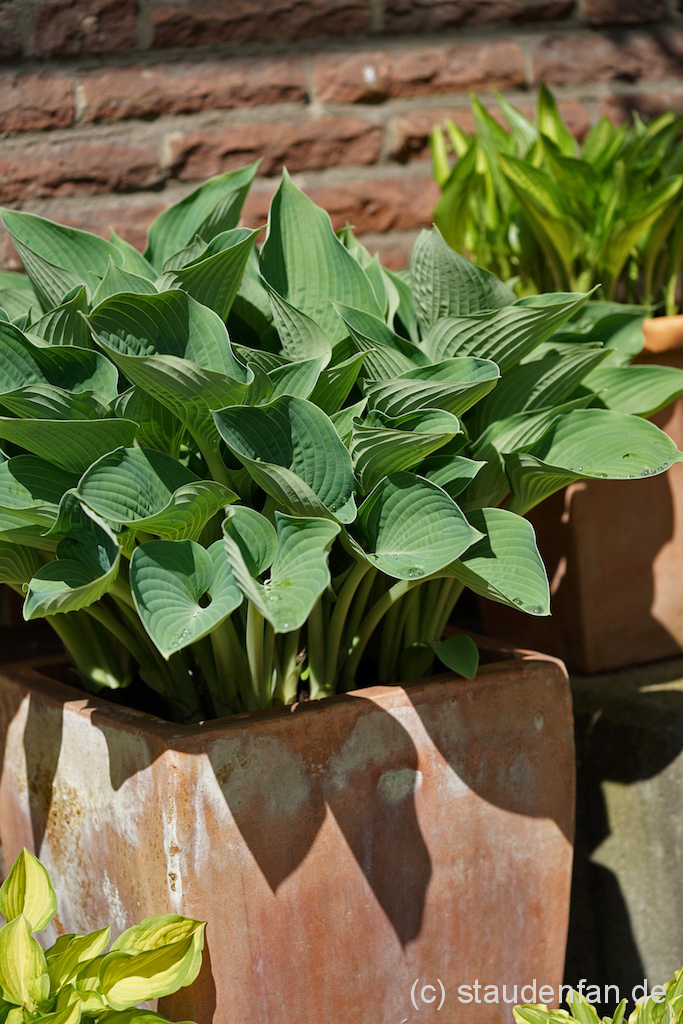 Hosta ‚Blue Wedgwood’ – Bild 4