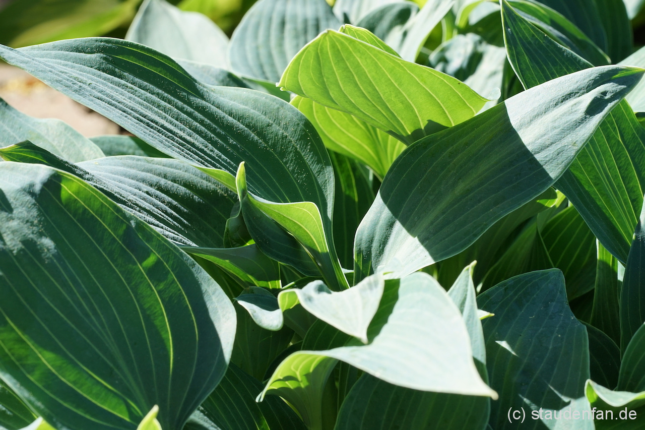 Die Hosta 'Hadspen Heron' im Austrieb.