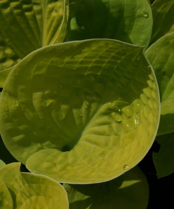 Die Hosta 'Maui Buttercups' ist mittelgroße Sorte.