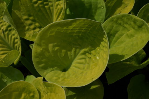 Die Hosta 'Maui Buttercups' ist mittelgroße Sorte.