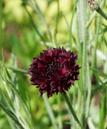 Die Kornblume Centaurea cyanus 'Black Ball' blüht dunkelrot, fast schwarz.