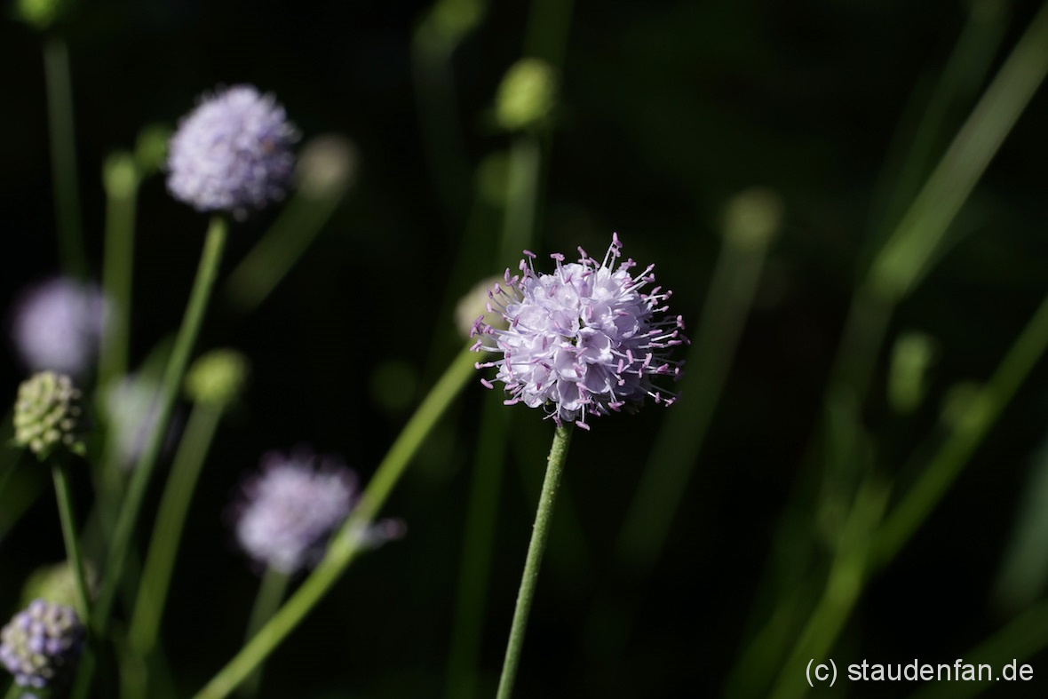 Die Gartenkultur des Moorabbiss (Succisella inflexa) ist genauso einfach wie beim Teufelsabbiss (Succisa pratensis).