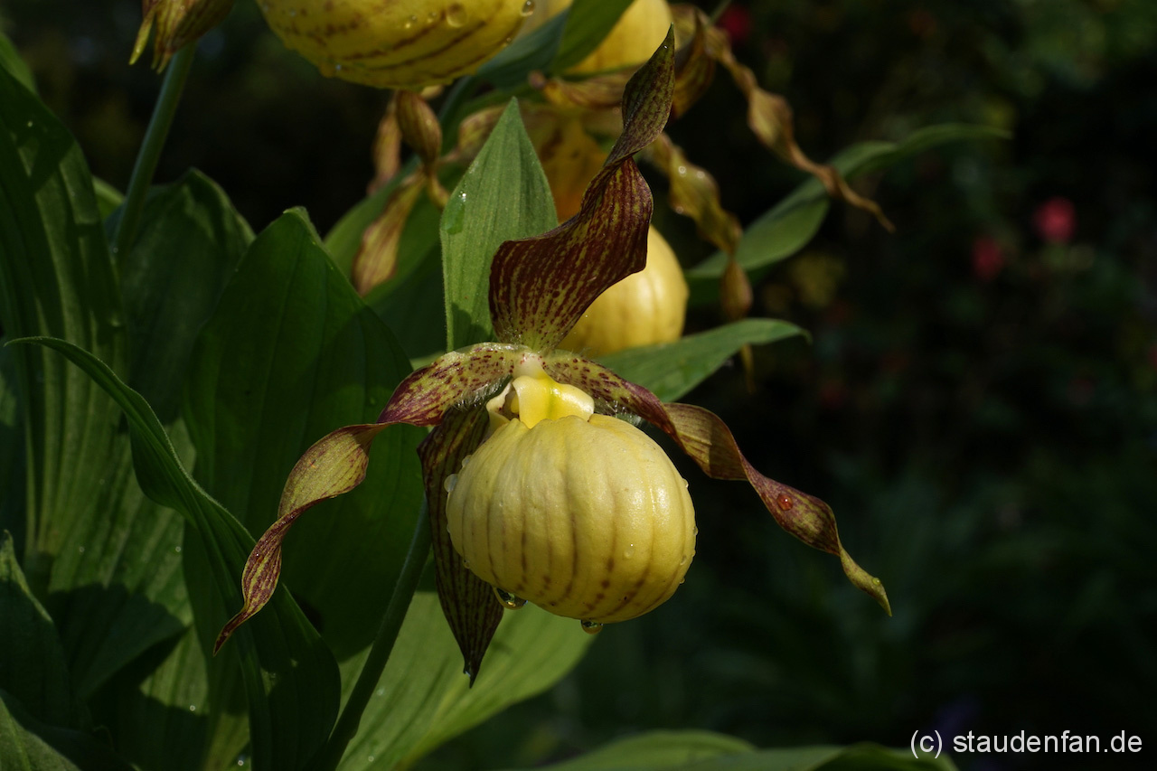 Cypripedium ‘Victoria’ Gärtnerei Staudenfan