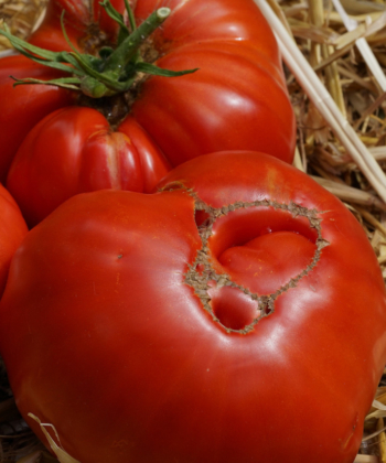 Die Stabtomate Brandywine Glicks ist eine historische Tomatensorte, aber immer noch aktuell.